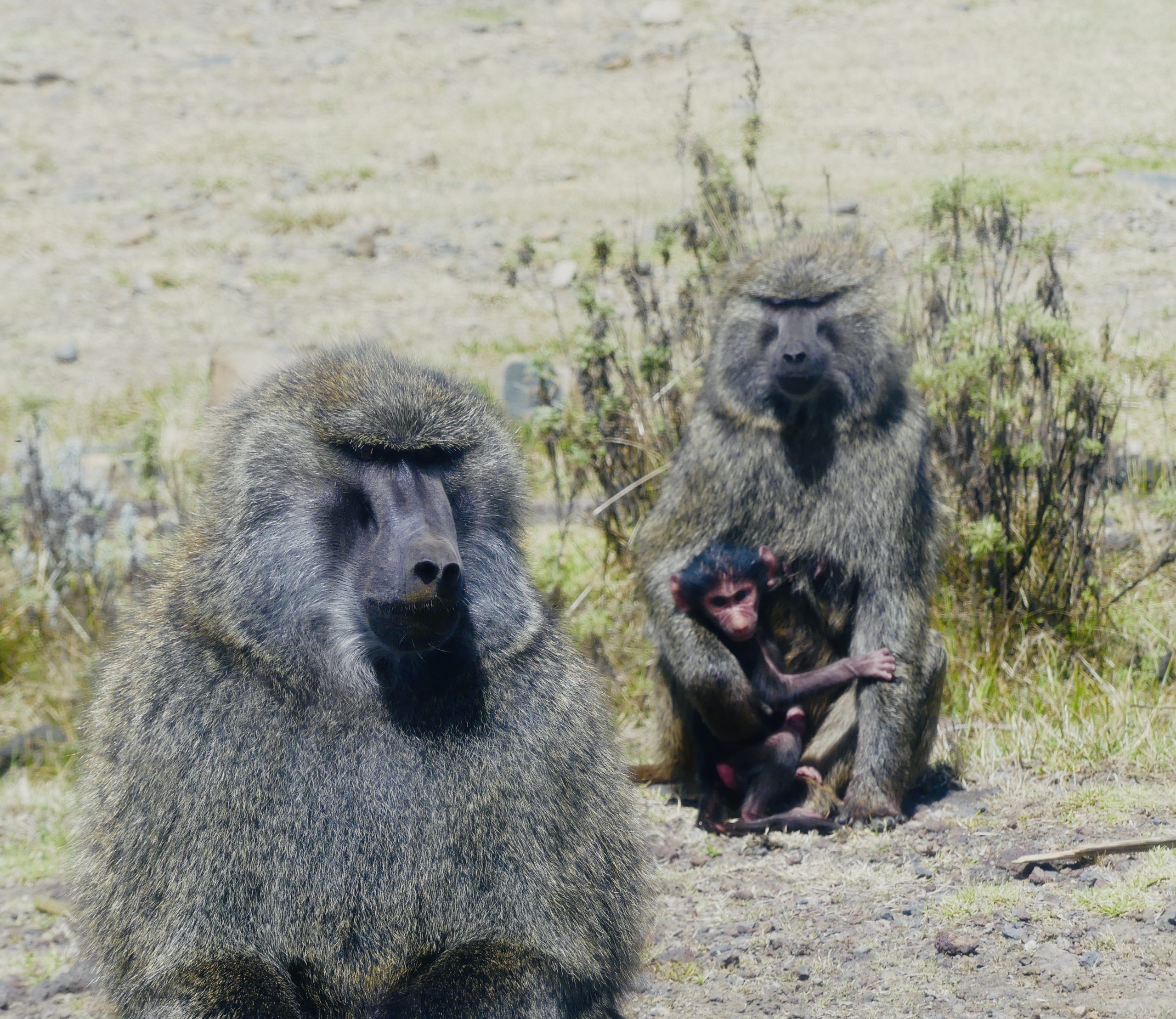 Bale Mountains Baboons