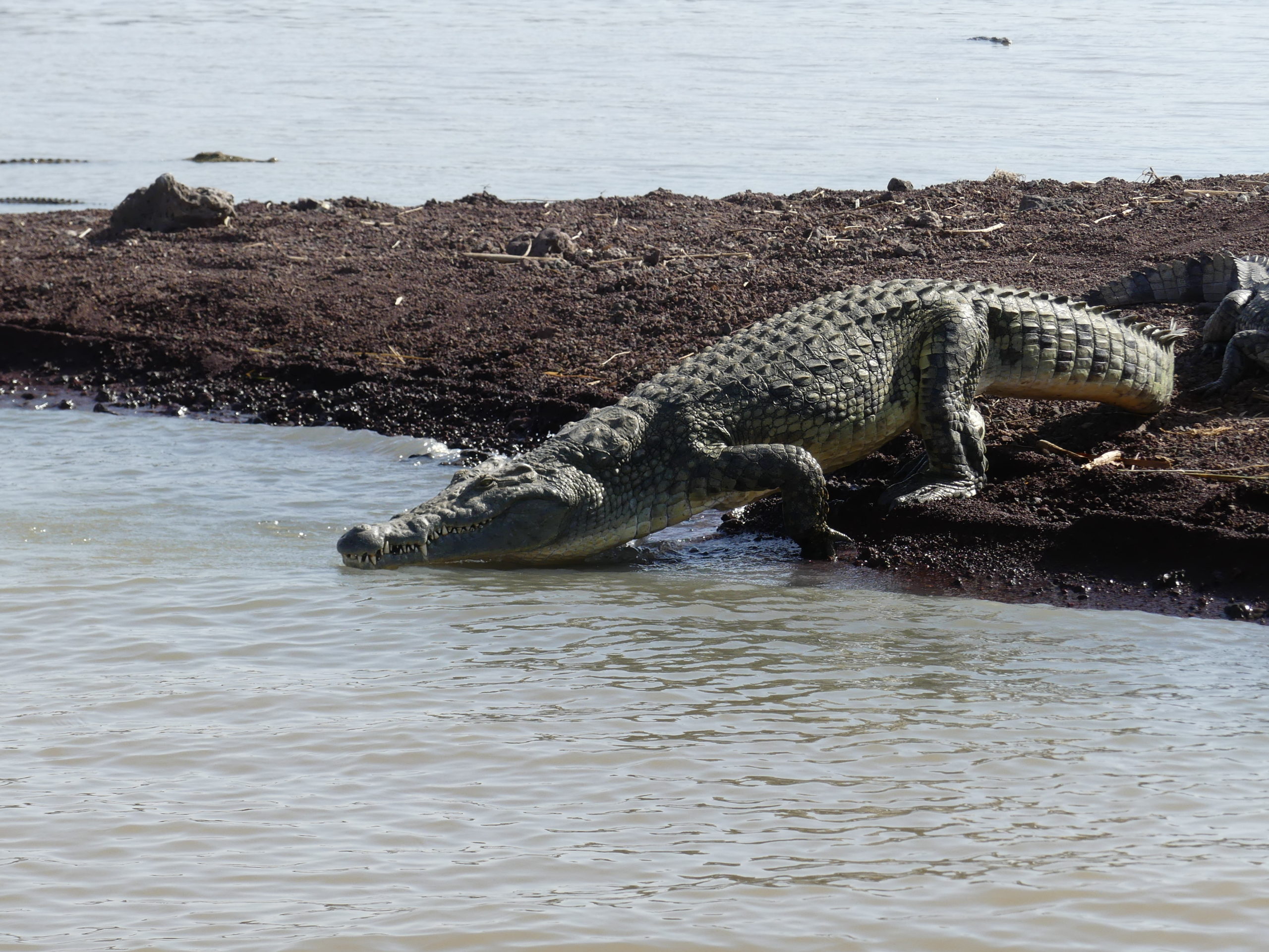 Lake Chamo crocodile