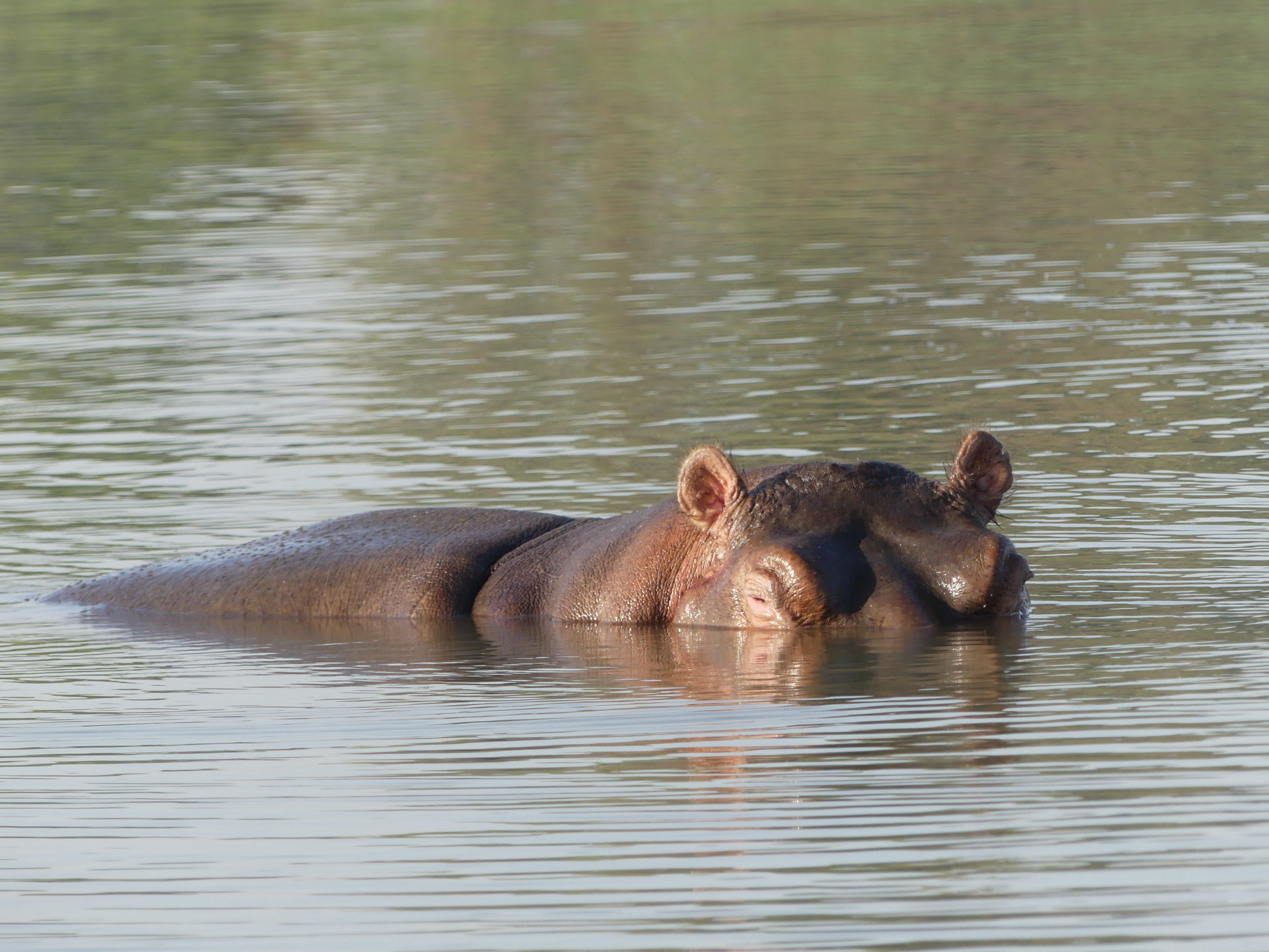 Lake Chamo hippo