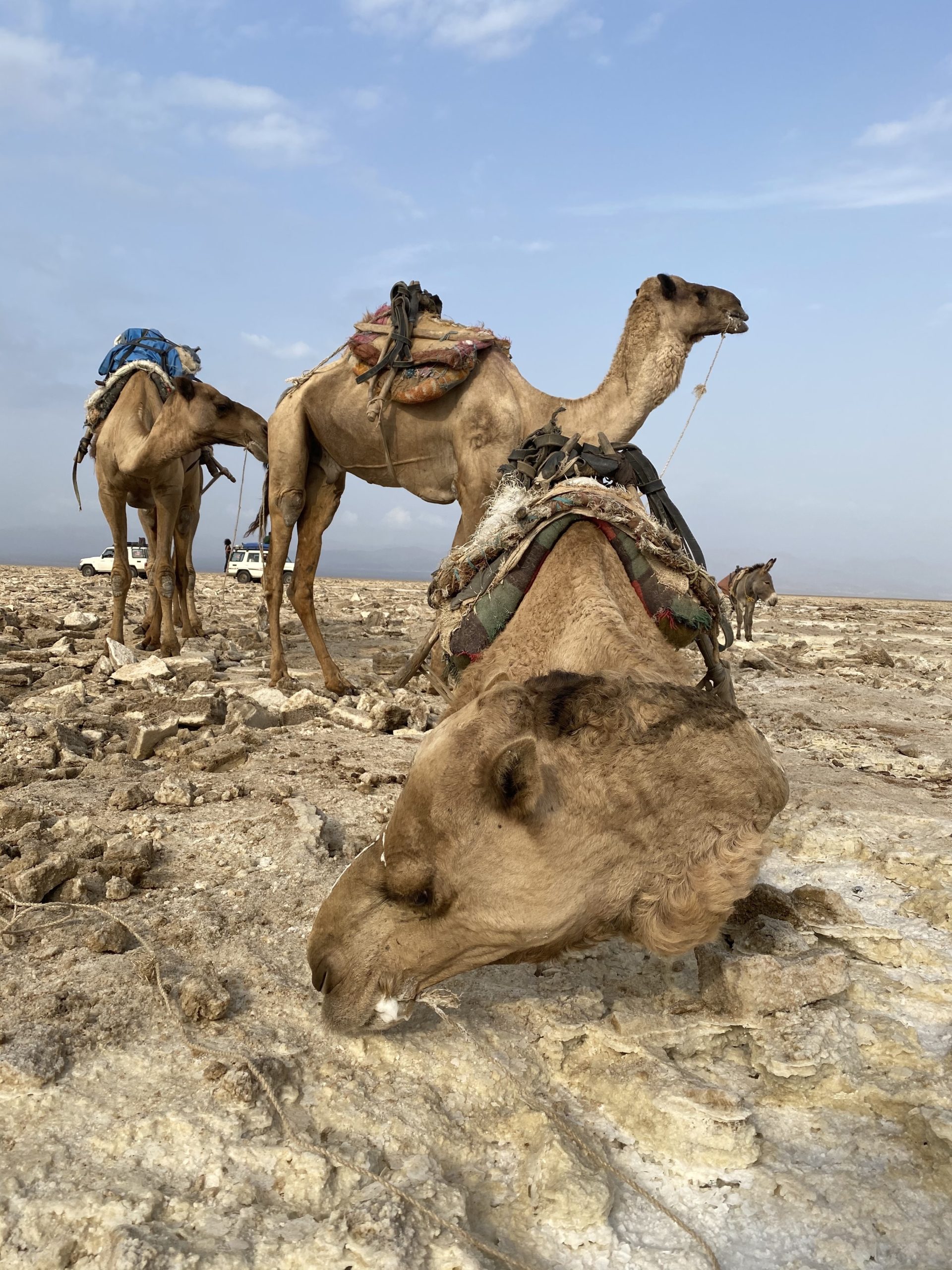 Salt Caravan Camels