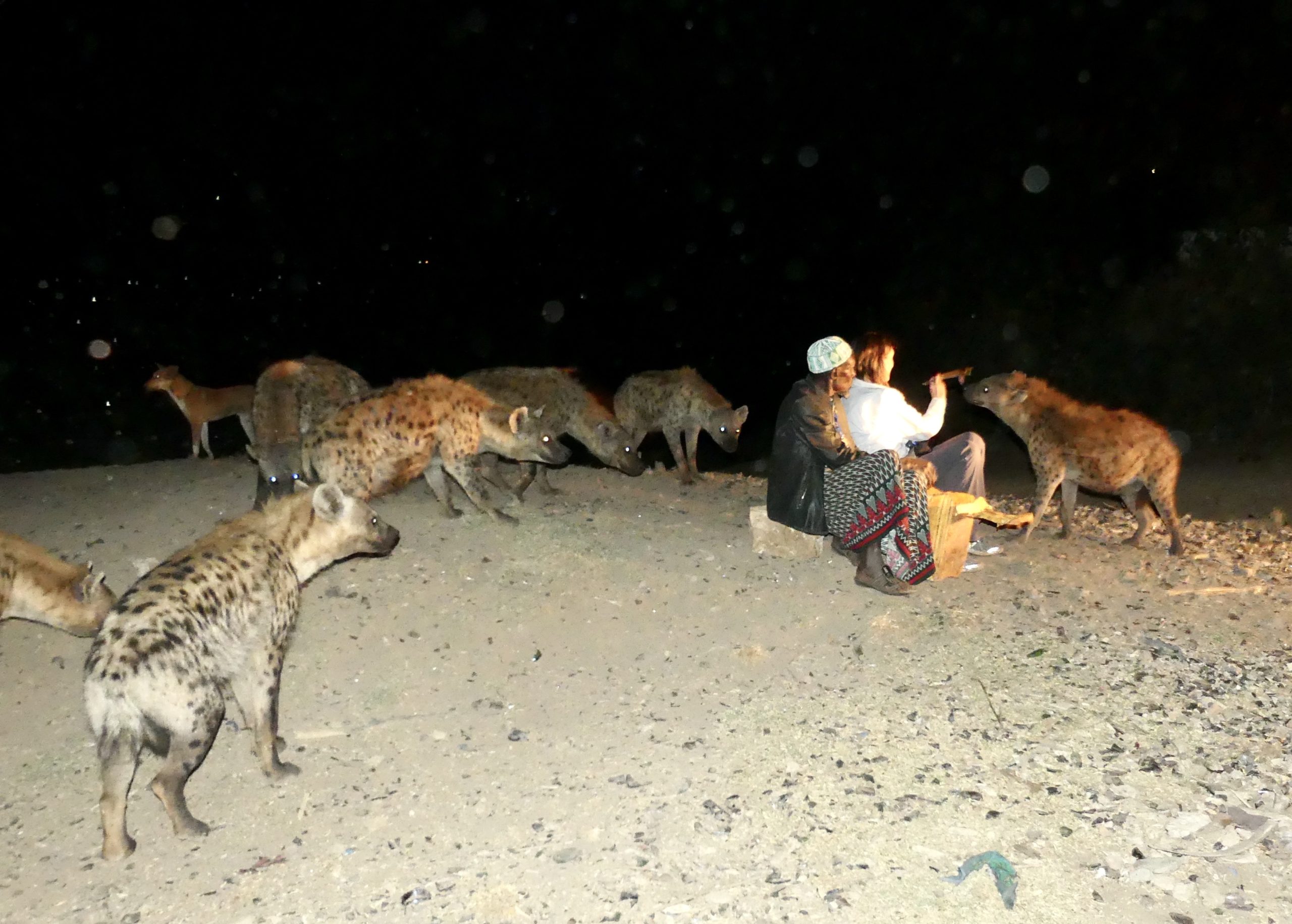 Feeding Hyenas