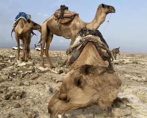 Salt Caravan Camels